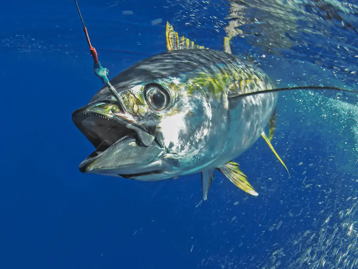 Yellowfin Tuna